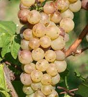 Auxerrois